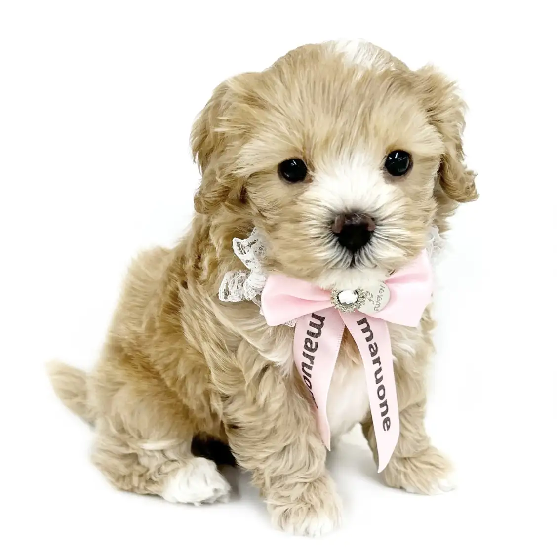 MIX（マルチーズ×トイプードル）