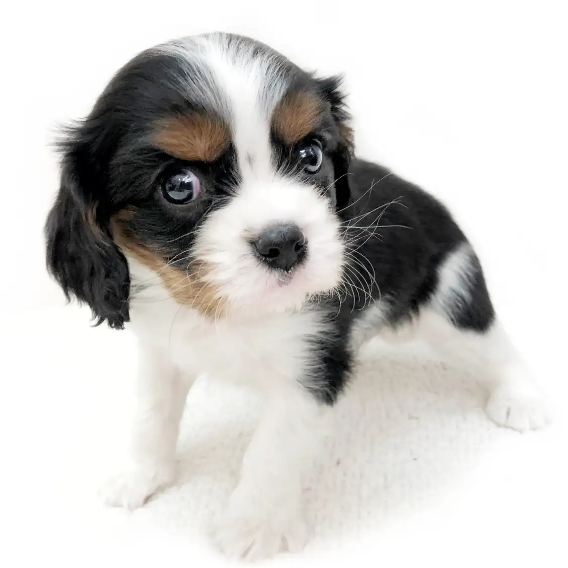 キャバリア・キングチャールズ・スパニエル