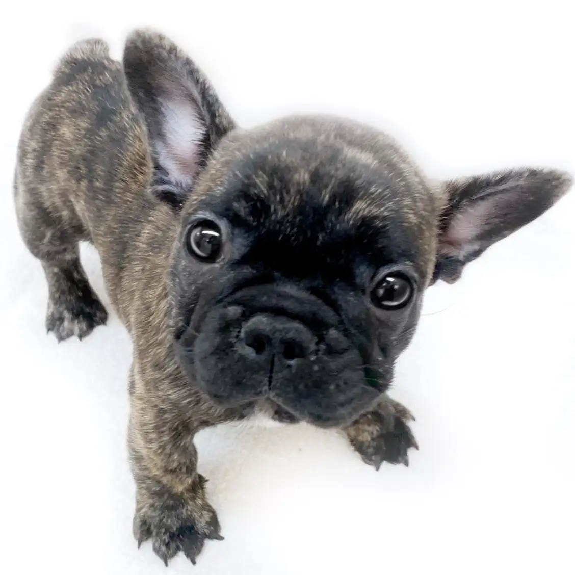 フレンチブルドッグ