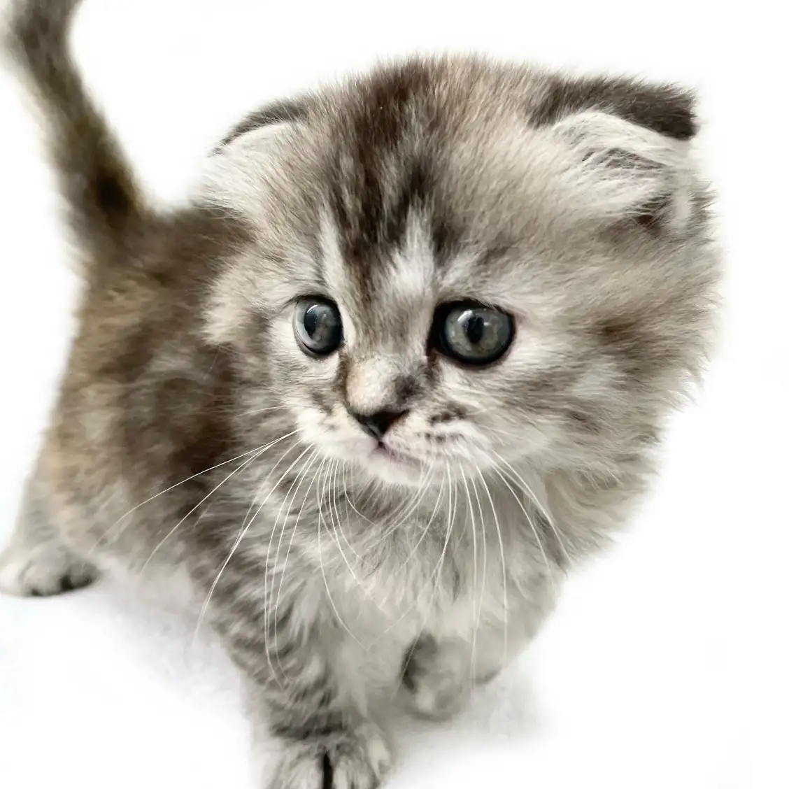 スコティッシュフォールド