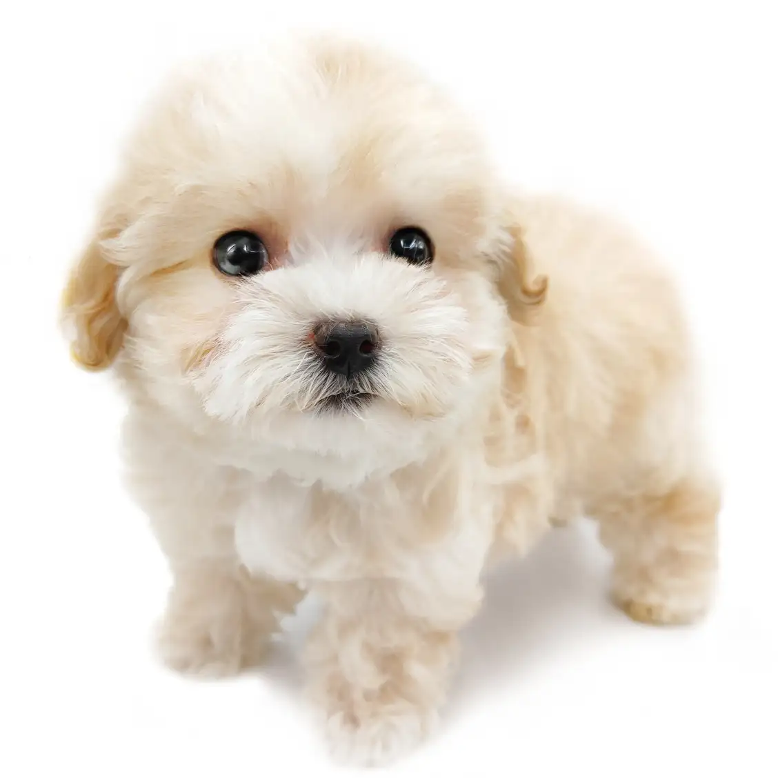 MIX（マルチーズ×トイプードル）