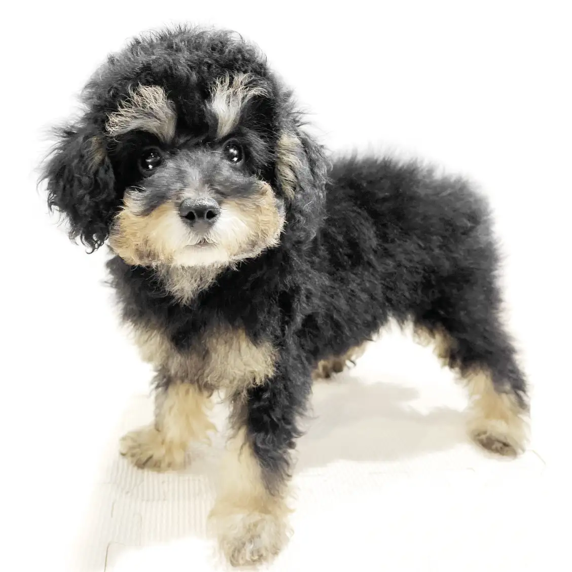 トイ・プードル