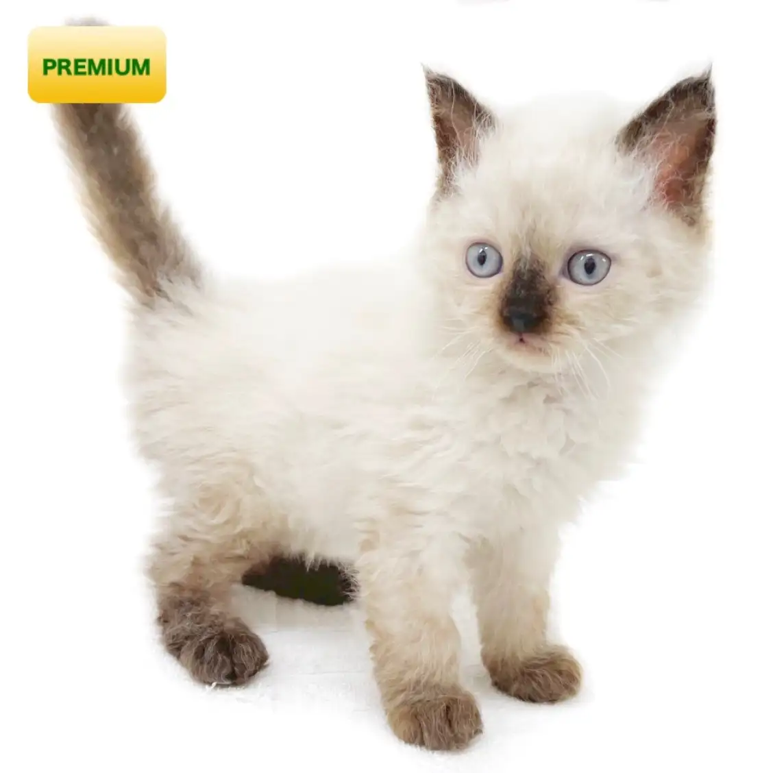 セルカークレックス