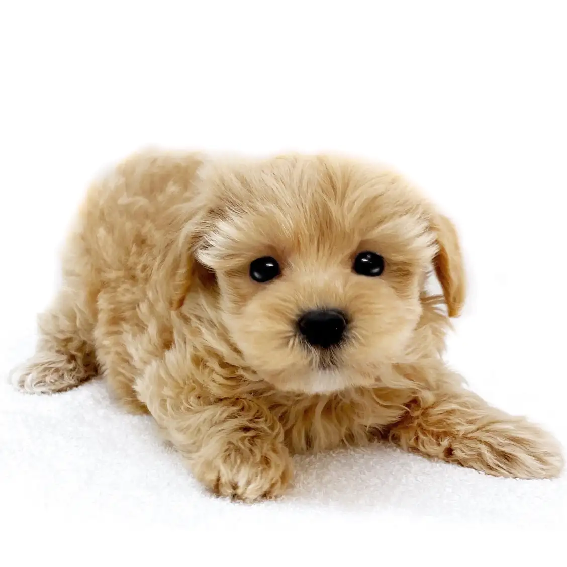 MIX（マルチーズ×トイプードル）