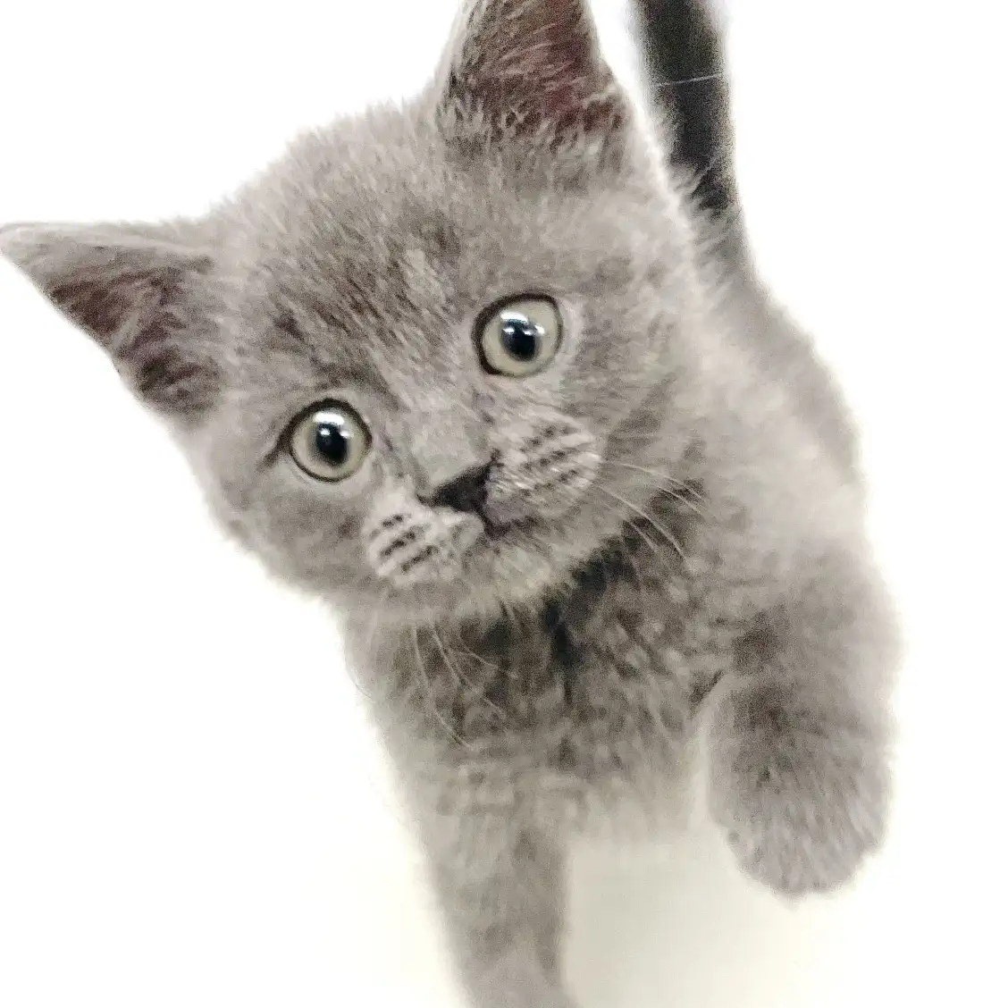 ブリティッシュショートヘア