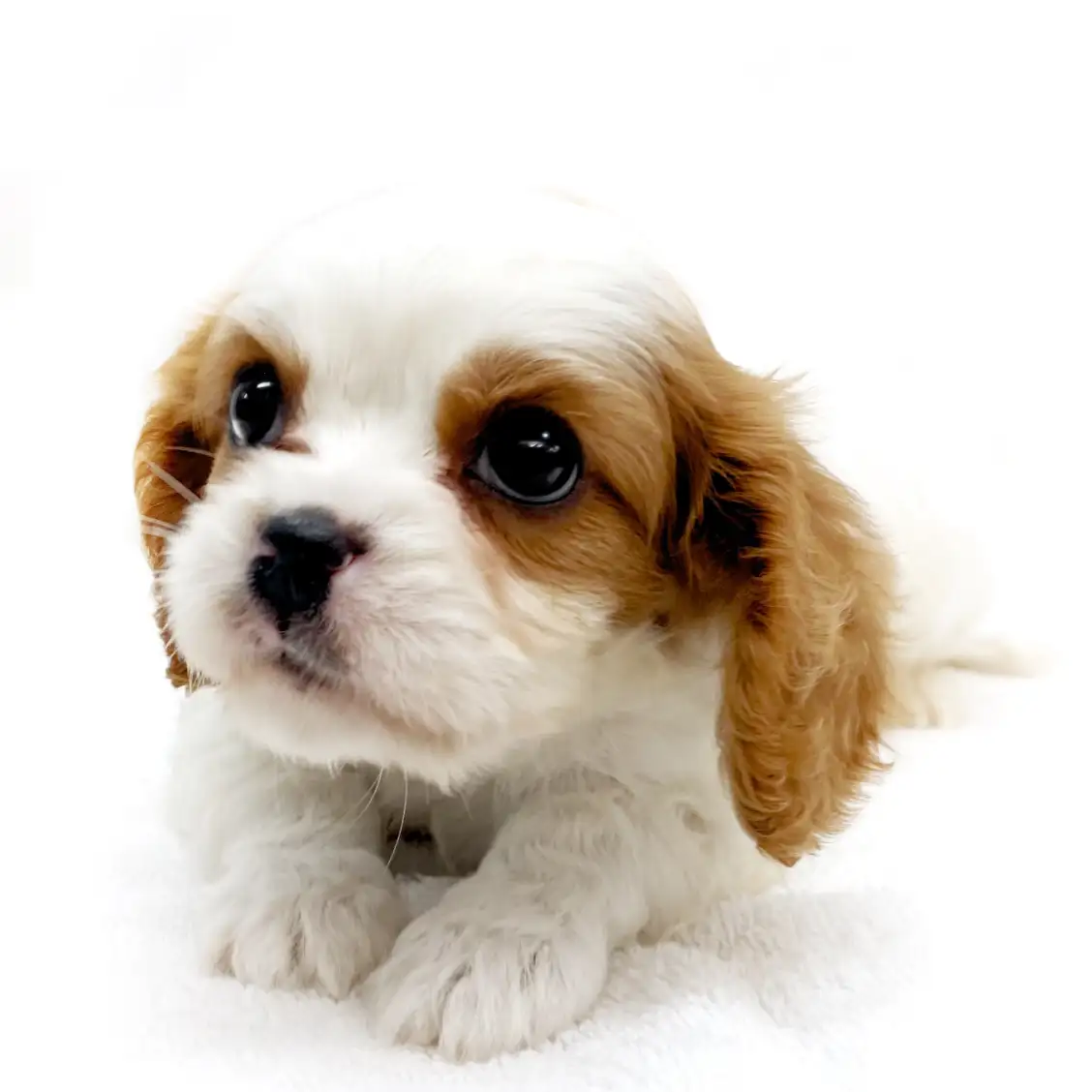 キャバリア・キングチャールズ・スパニエル