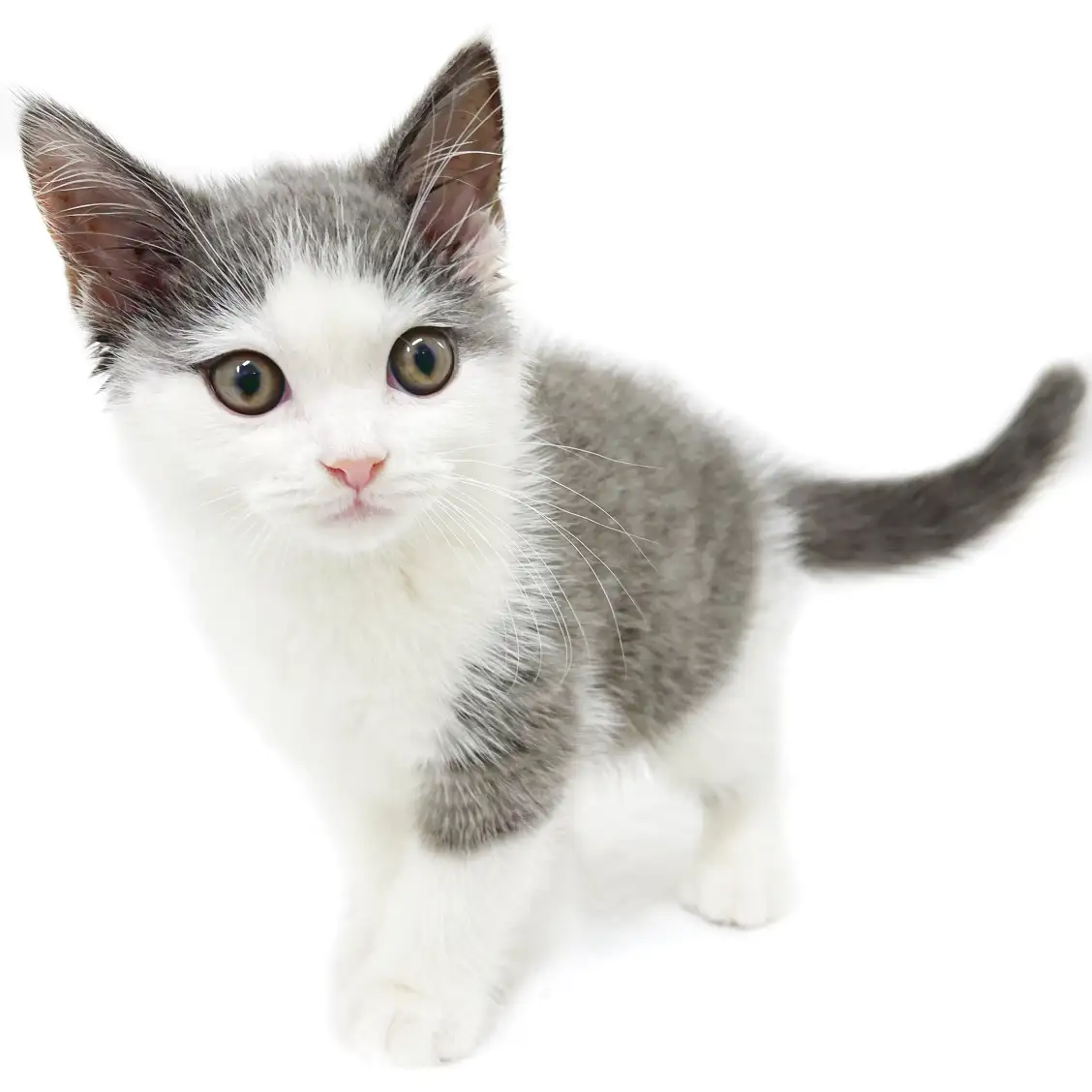 ブリティッシュショートヘア