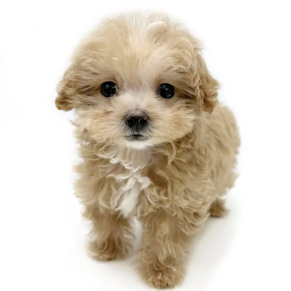 MIX（マルチーズ×トイプードル）