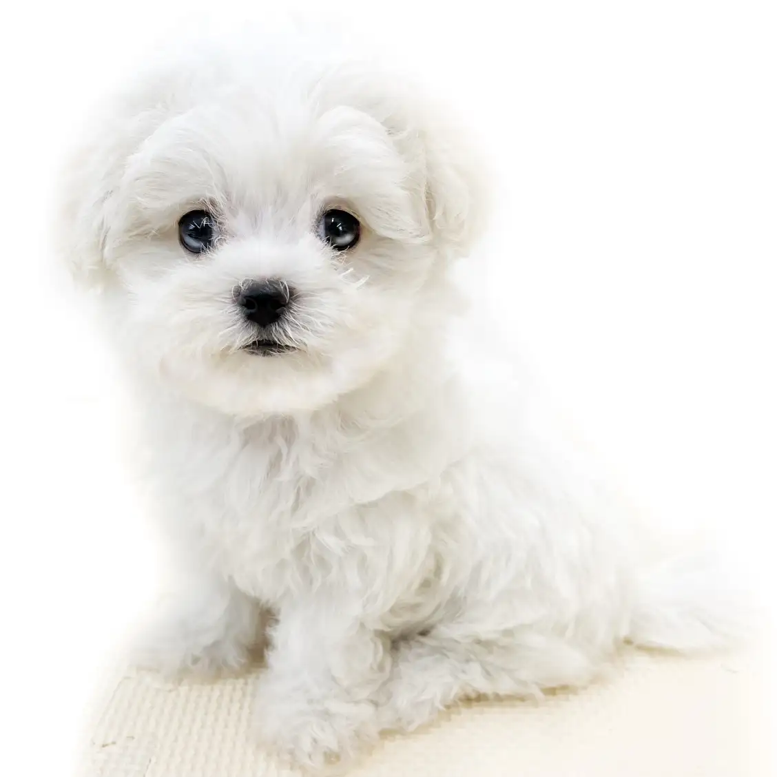 MIX(マルチーズ×トイプードル)