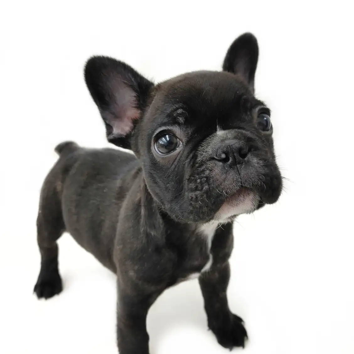 フレンチブルドッグ