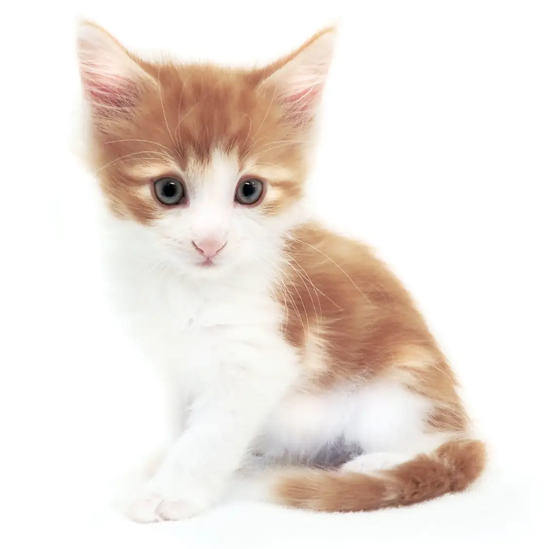 ノルウェージャンフォレストキャット