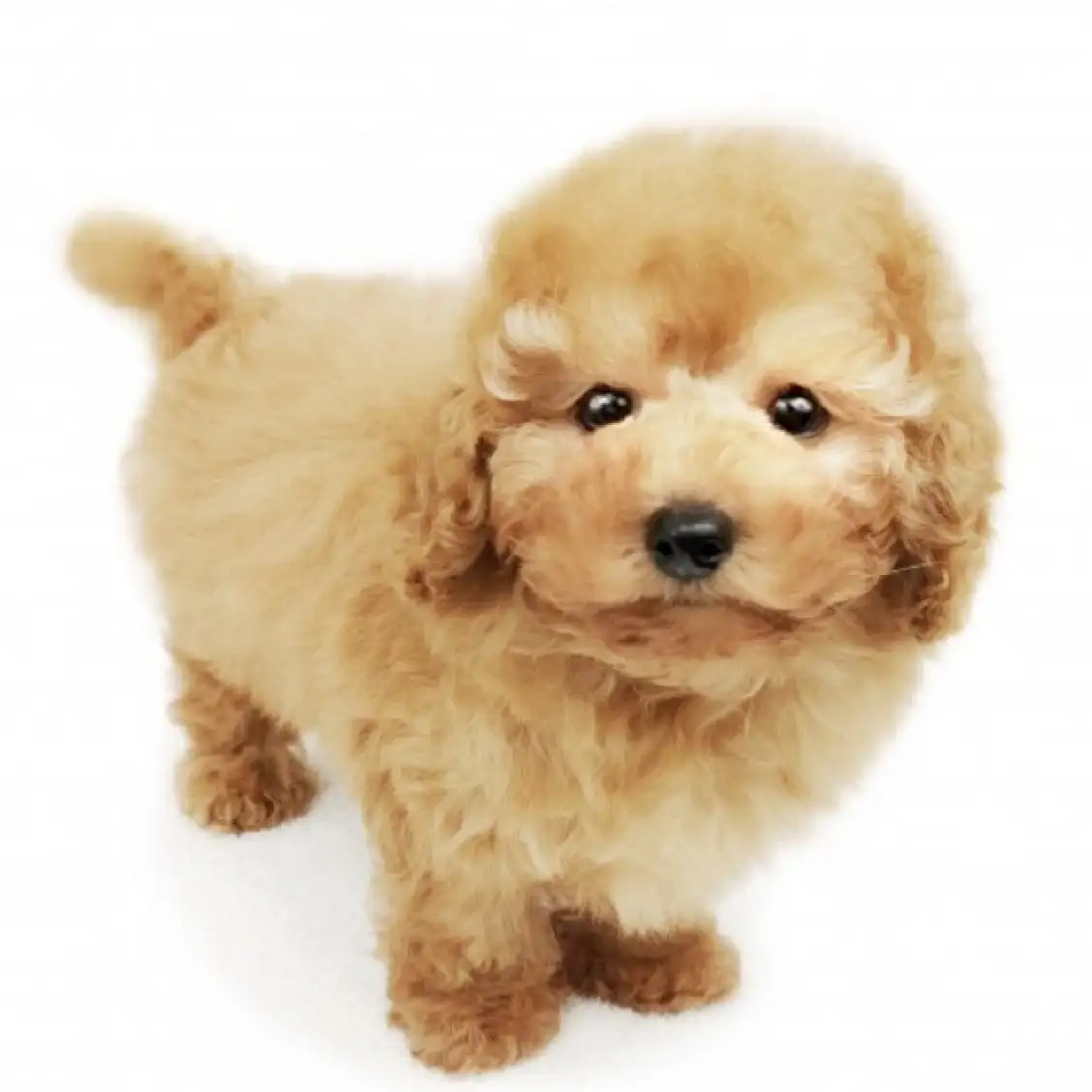 トイ・プードル