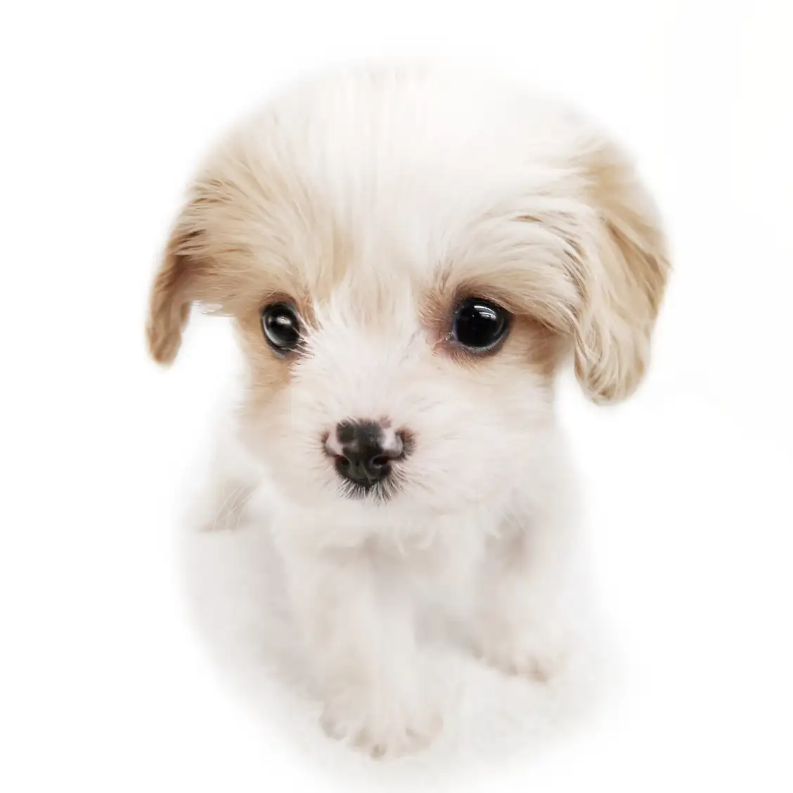 MIX(キャバリアキングチャールズスパニエル×ビションフリーゼ)