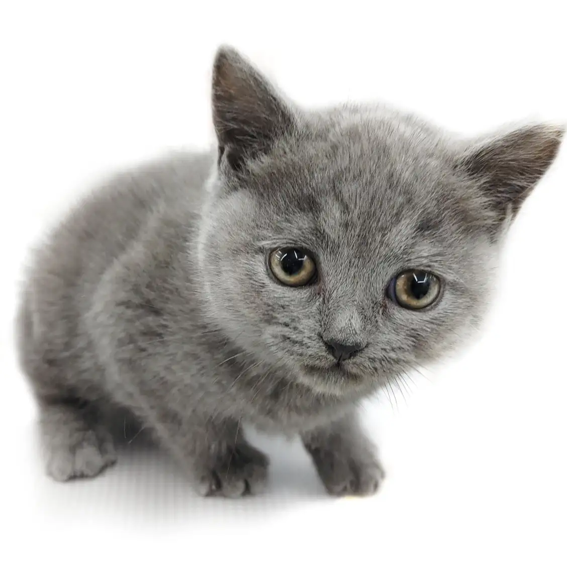 ブリティッシュショートヘア