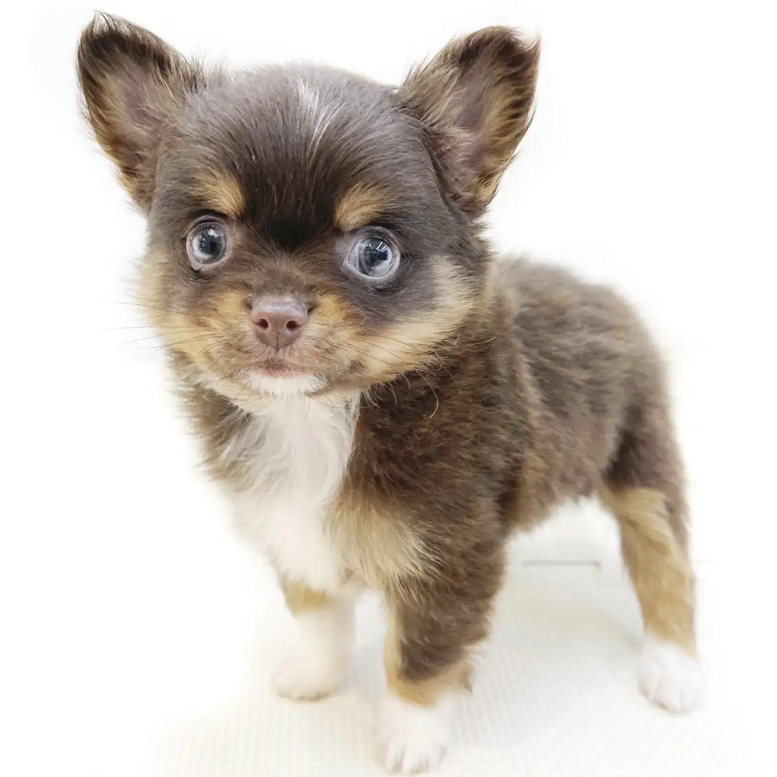 MIX（ポメラニアン×チワワ）