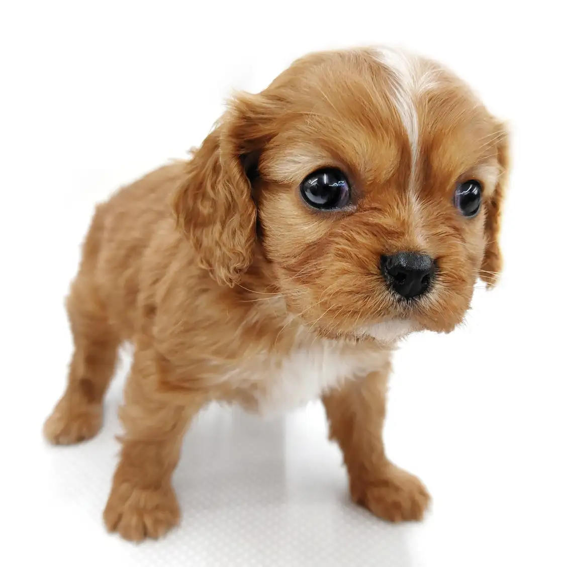 キャバリア・キングチャールズ・スパニエル