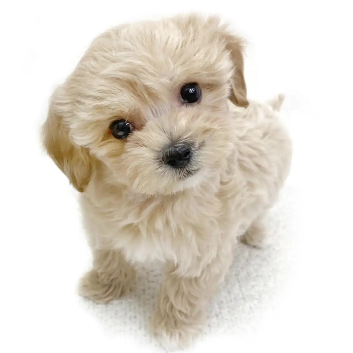 MIX（マルチーズ×トイプードル）