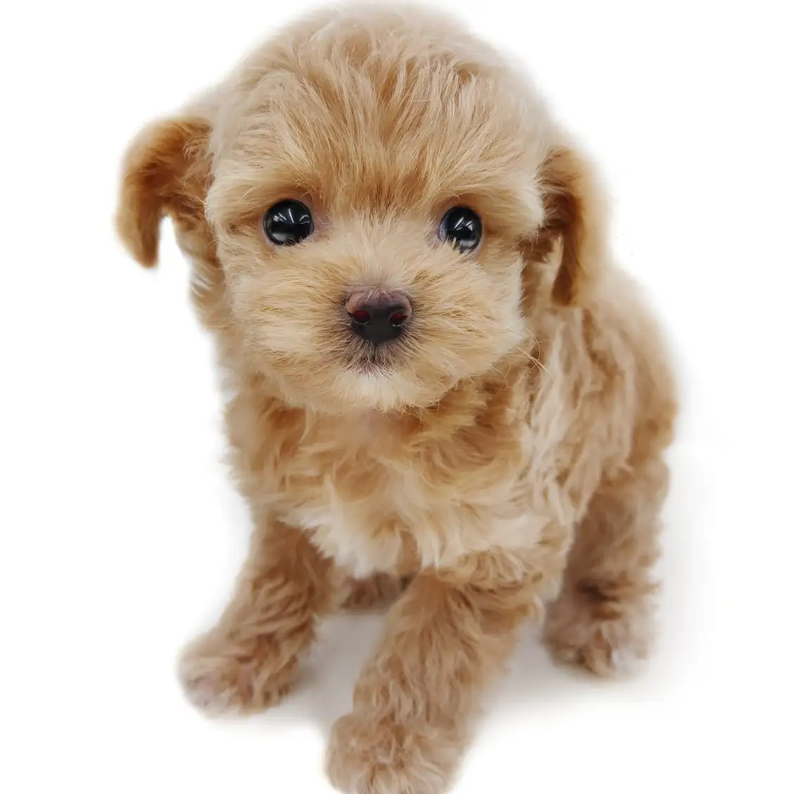 MIX(チワワ×トイプードル)