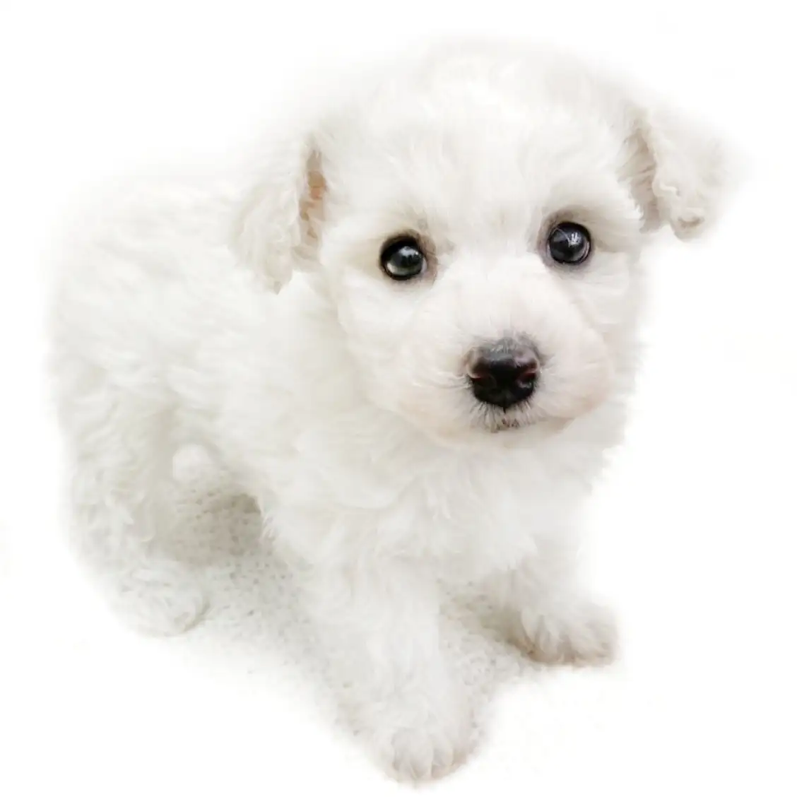 ビションフリーゼ