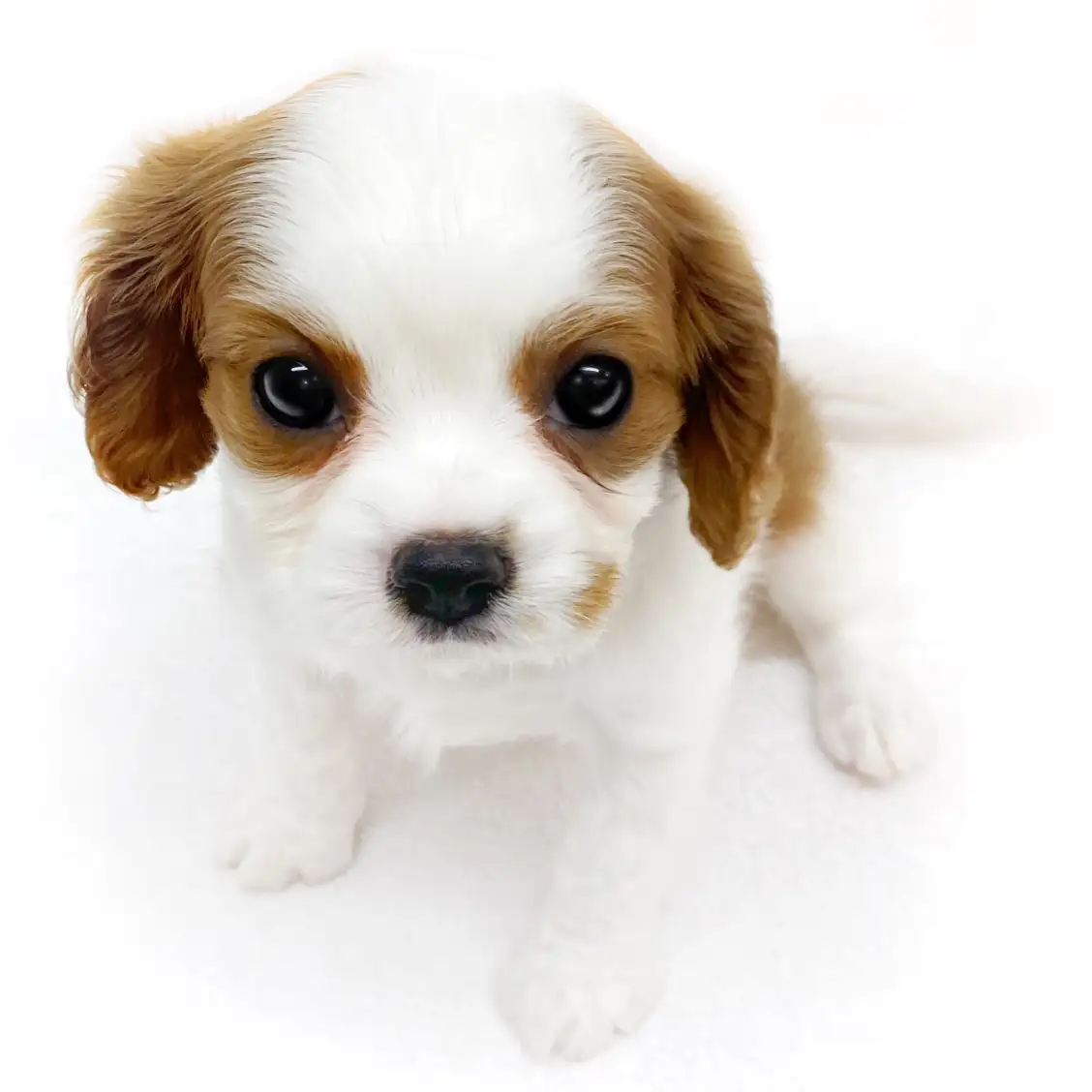 キャバリア・キングチャールズ・スパニエル