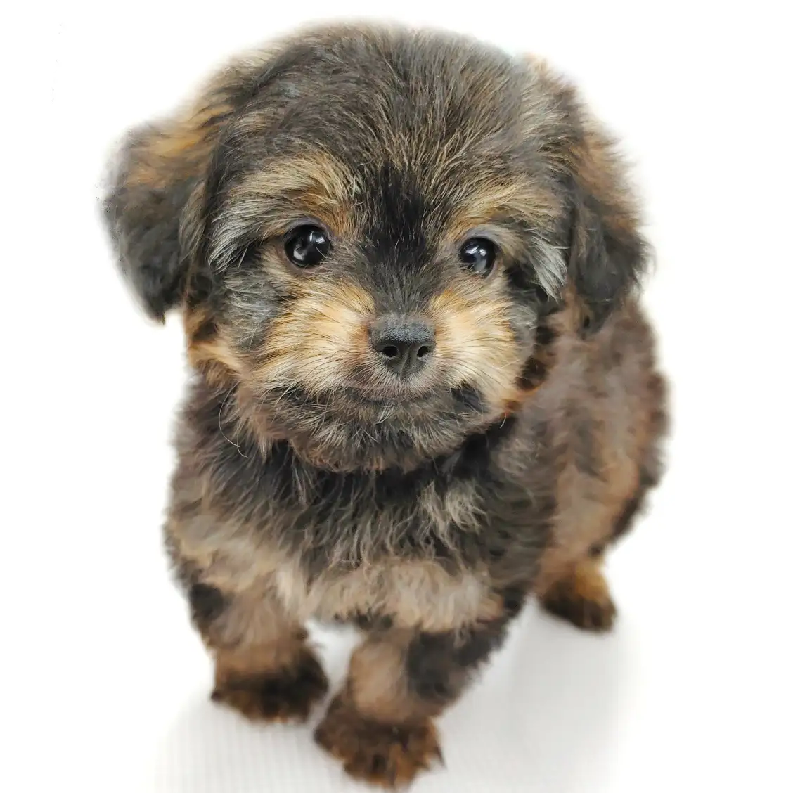 MIX(トイプードル×チワワ)