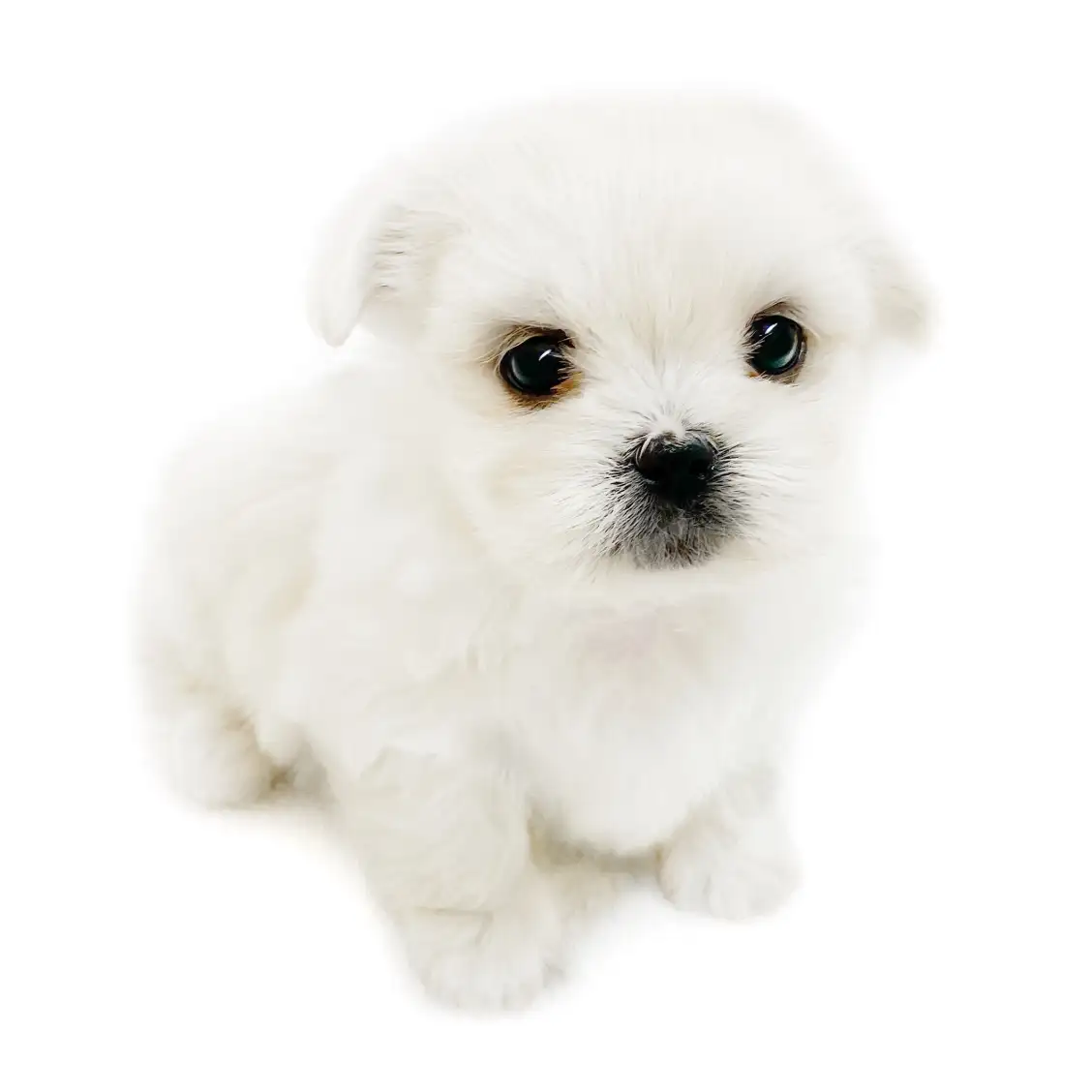 MIX(マルチーズ×ペキニーズ)