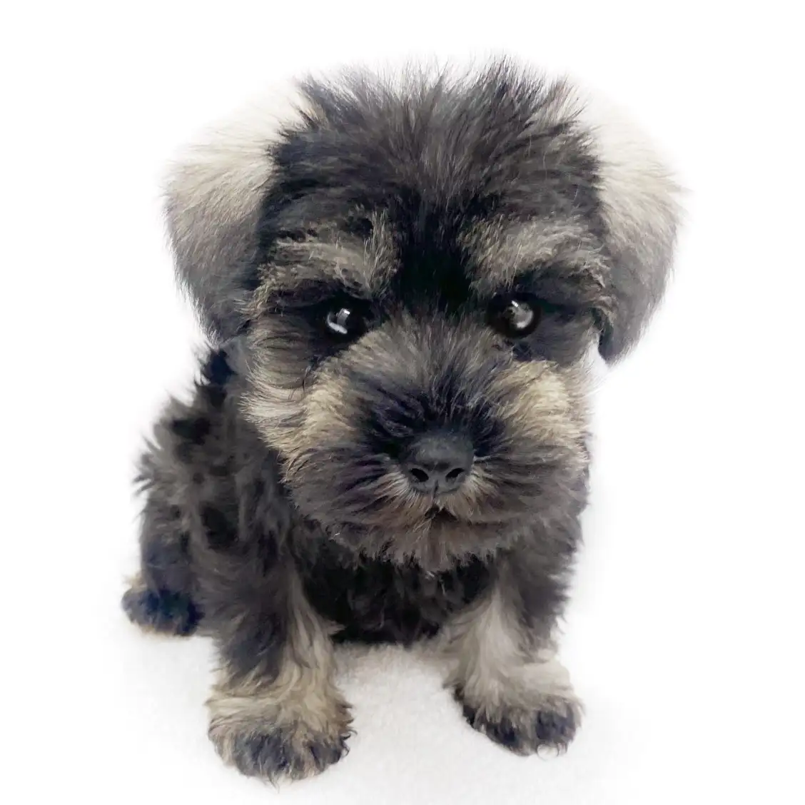 ミニチュア・シュナウザー