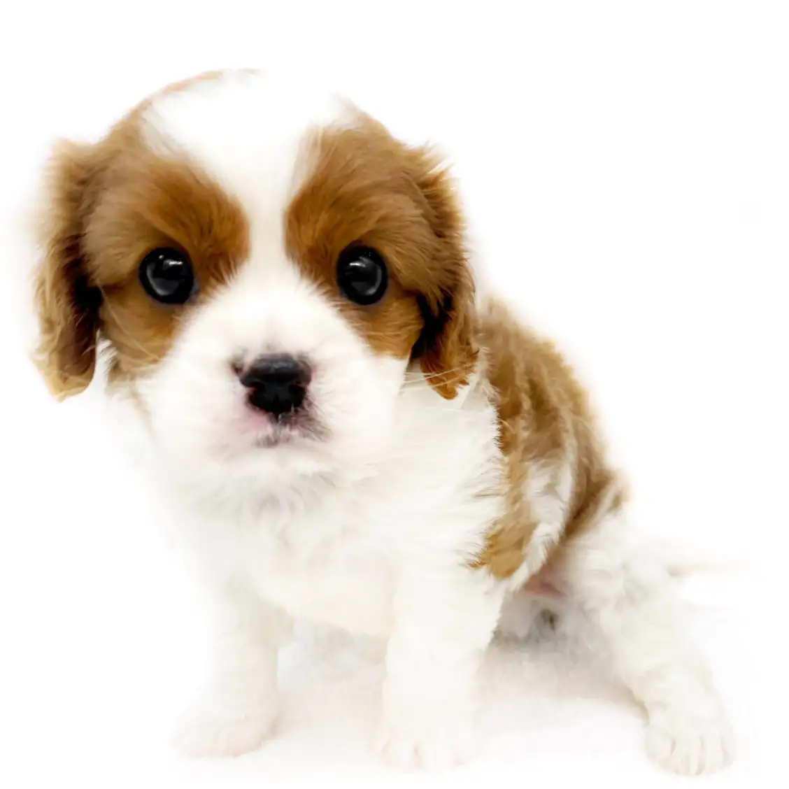 キャバリア・キングチャールズ・スパニエル
