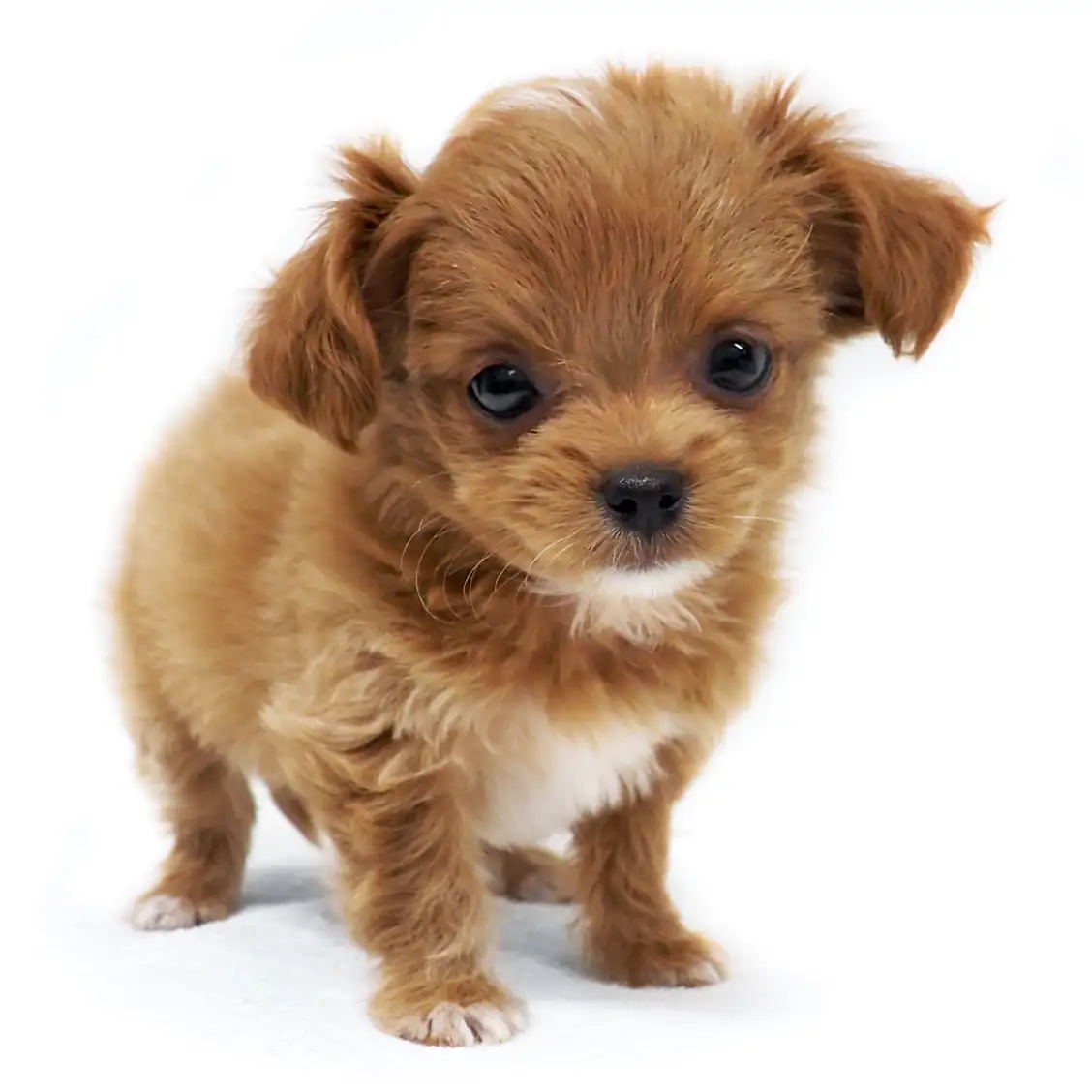 MIX(チワワ×トイプードル)