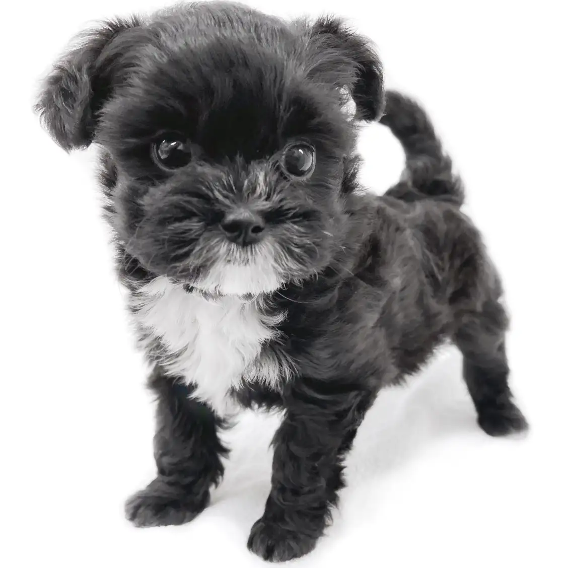 MIX（トイプードル×シーズー）