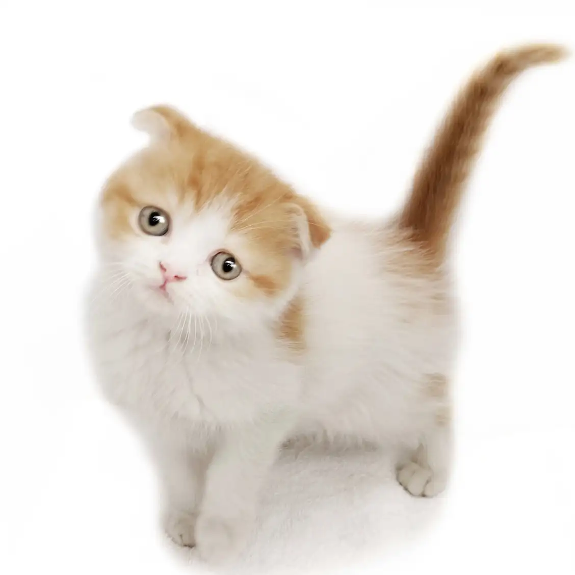 スコティッシュフォールド