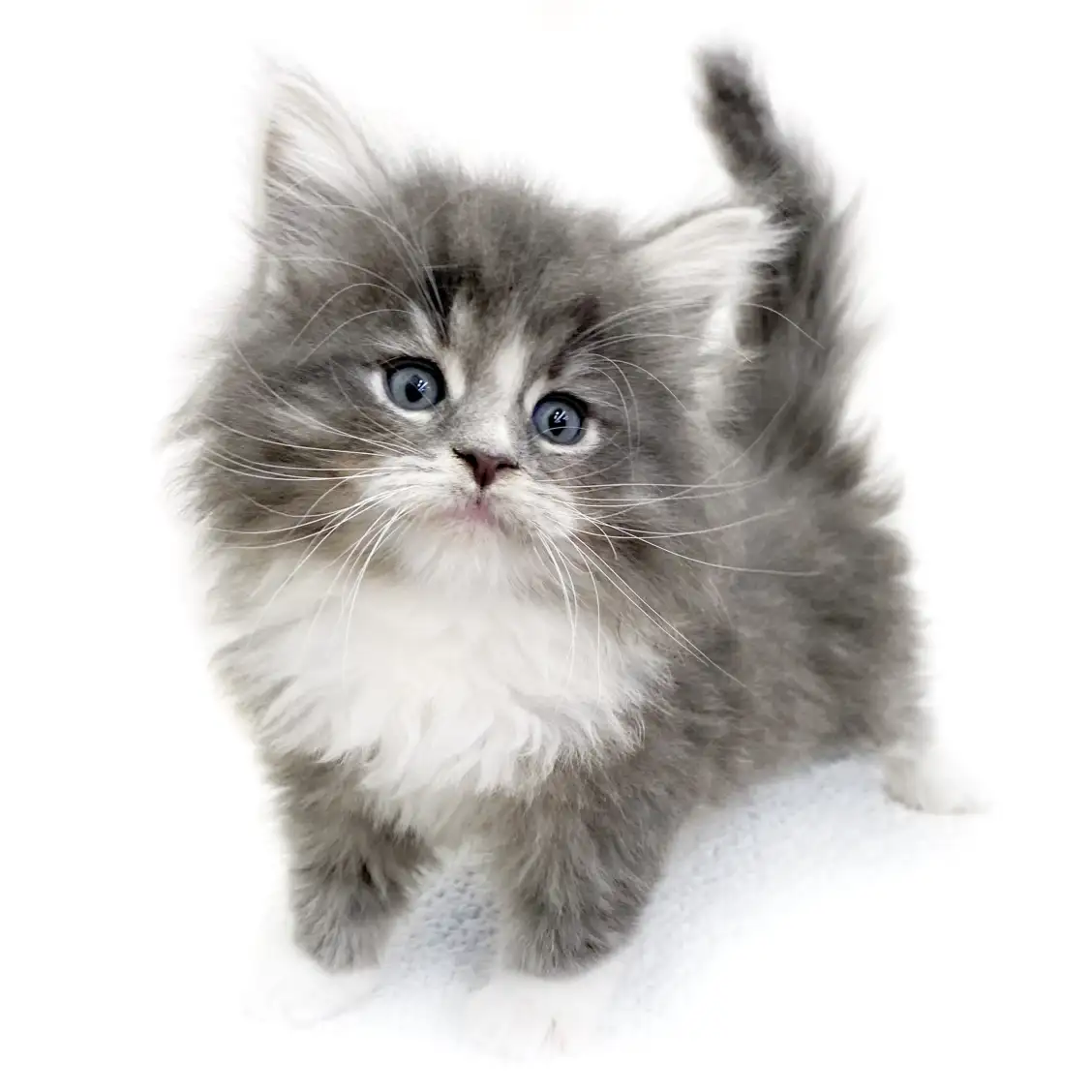 ノルウェージャンフォレストキャット