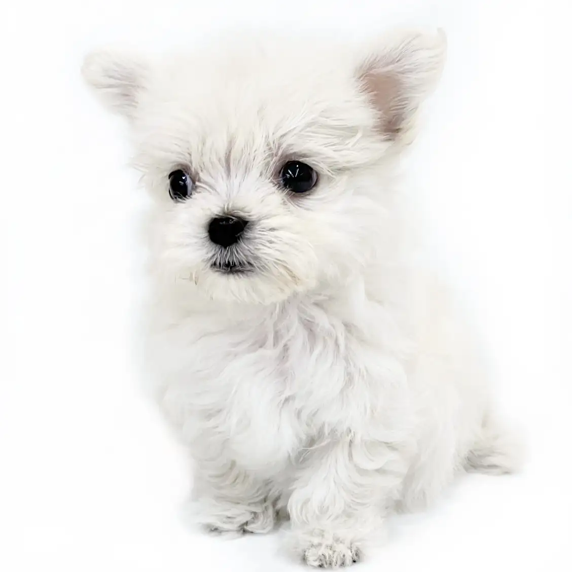 MIX(マルチーズ×チワワ)