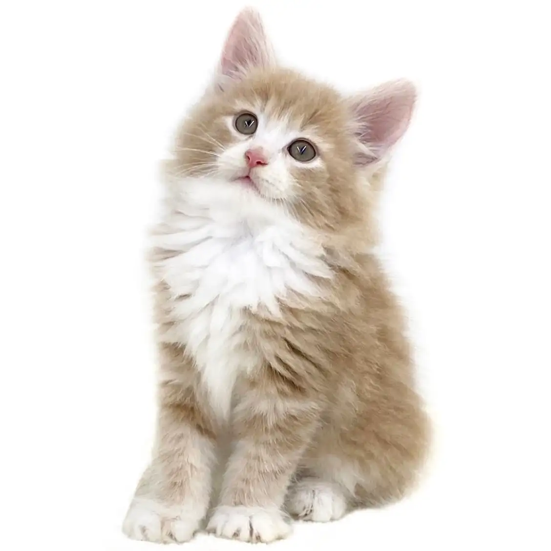 ノルウェージャンフォレストキャット