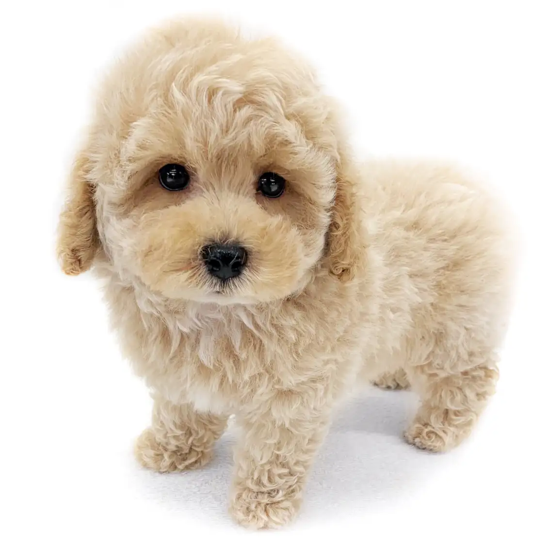 MIX（マルチーズ×トイプードル）