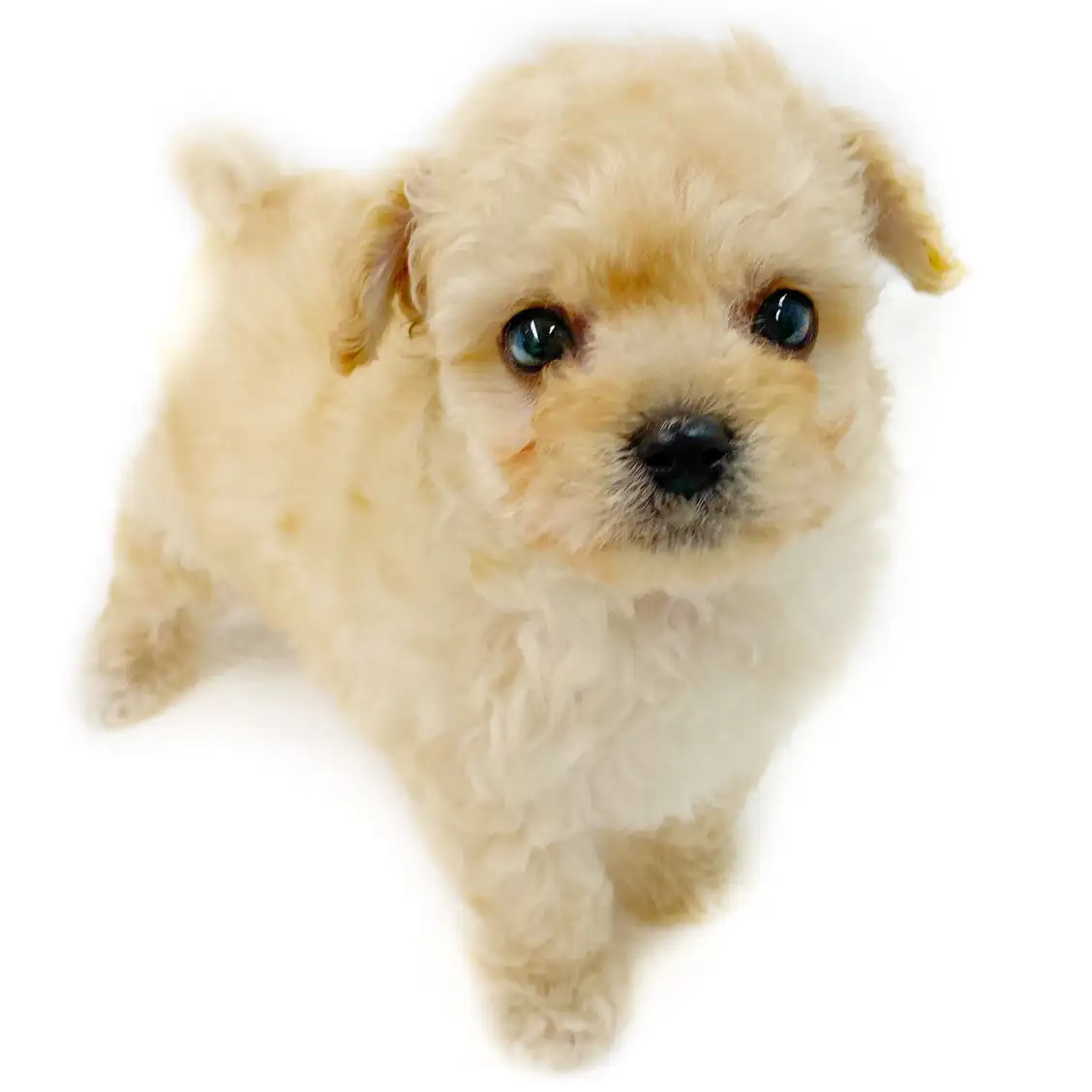 MIX(チワワ×トイプードル)