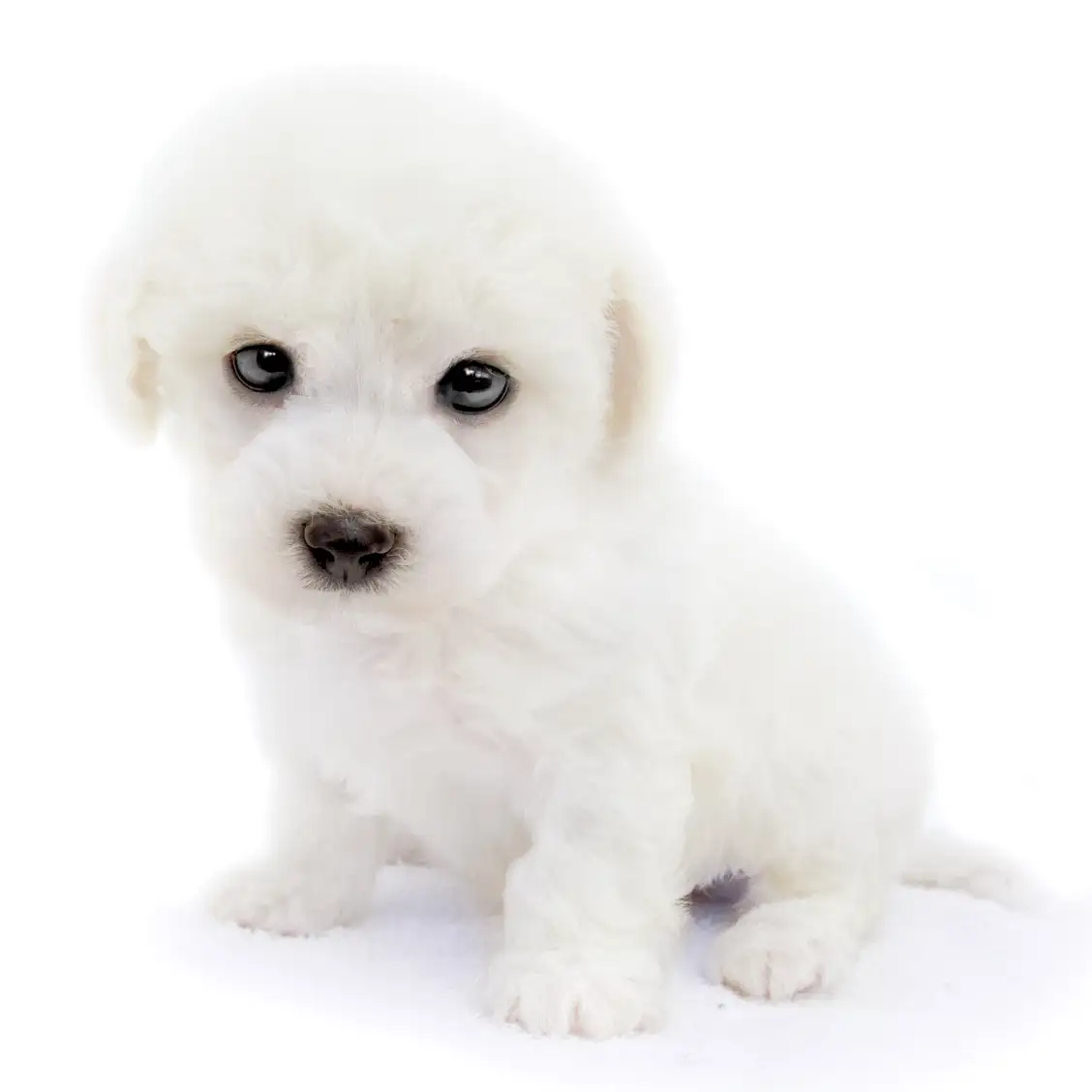 ビションフリーゼ