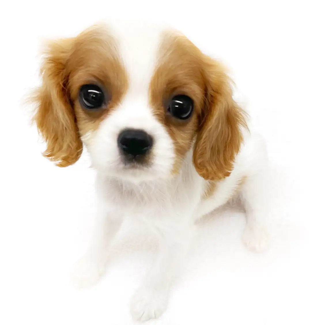 キャバリア・キングチャールズ・スパニエル