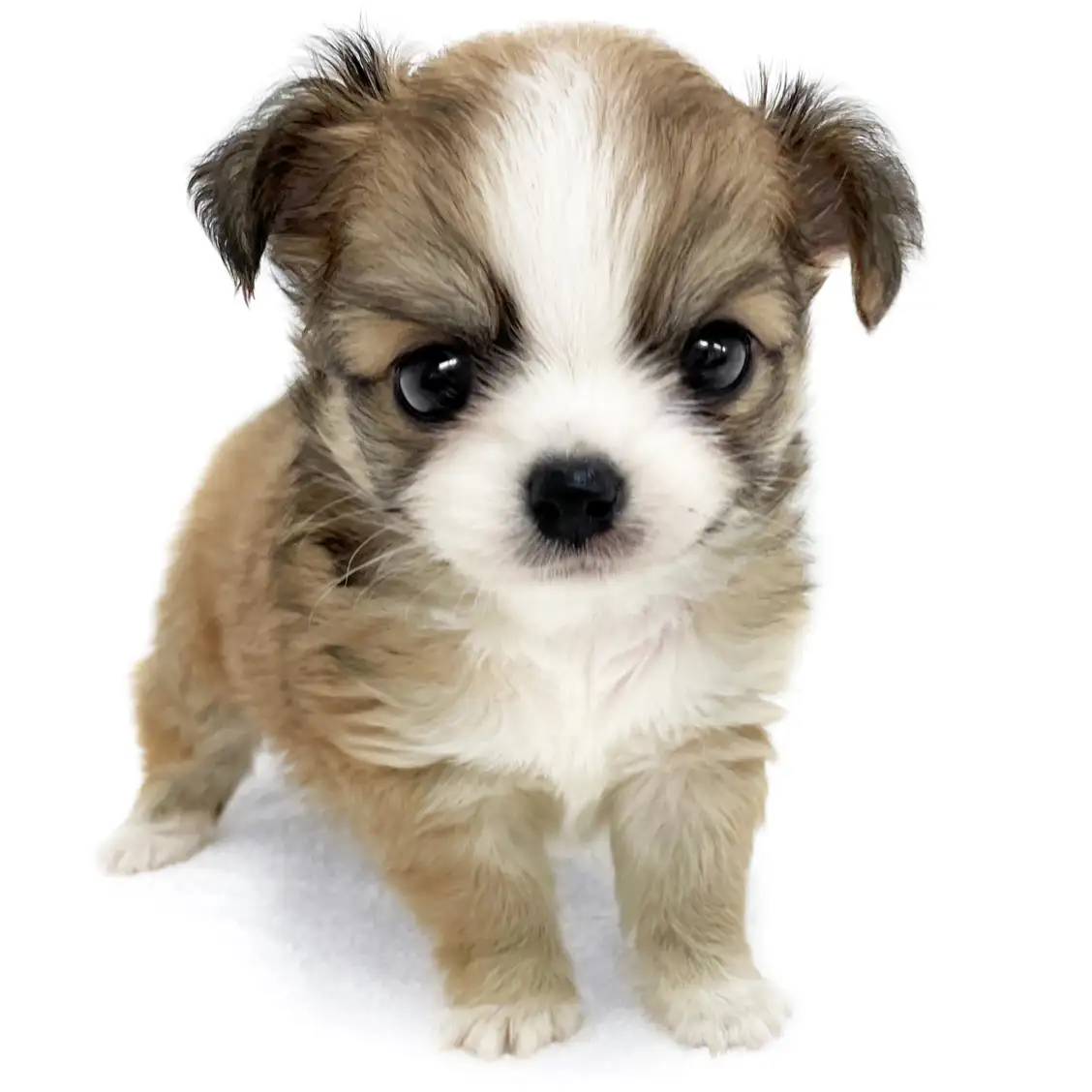 MIX（チワワ×パピヨン）