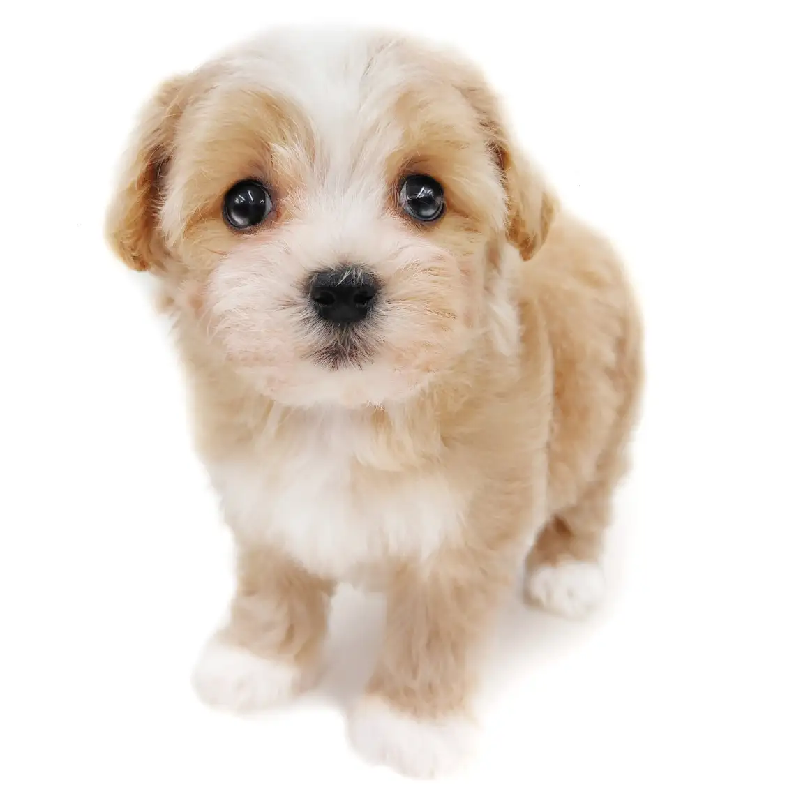 MIX（マルチーズ×トイプードル）