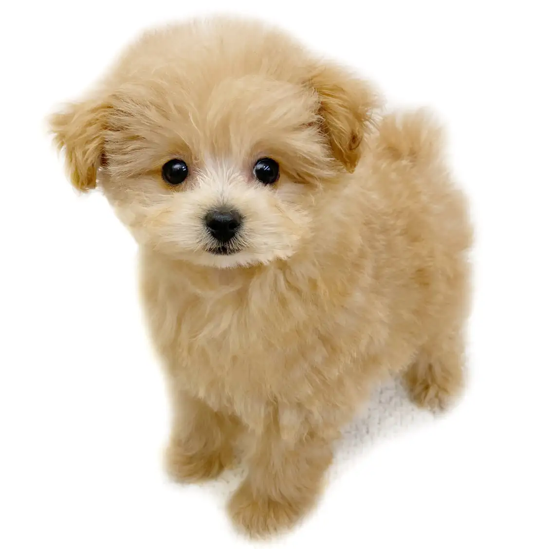 MIX(トイプードル×ポメラニアン)