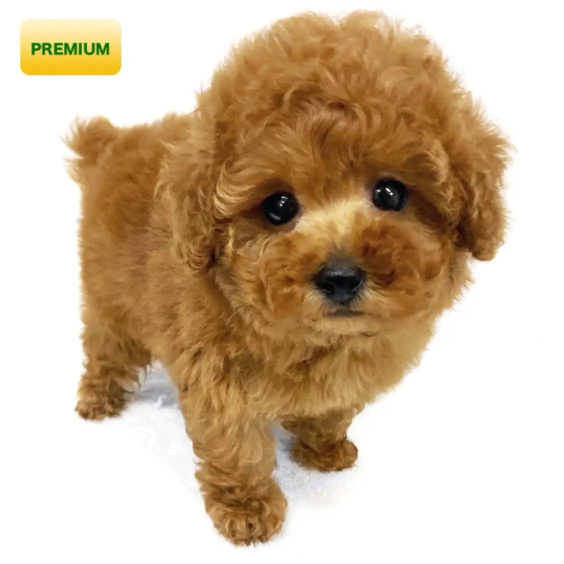 トイ・プードル