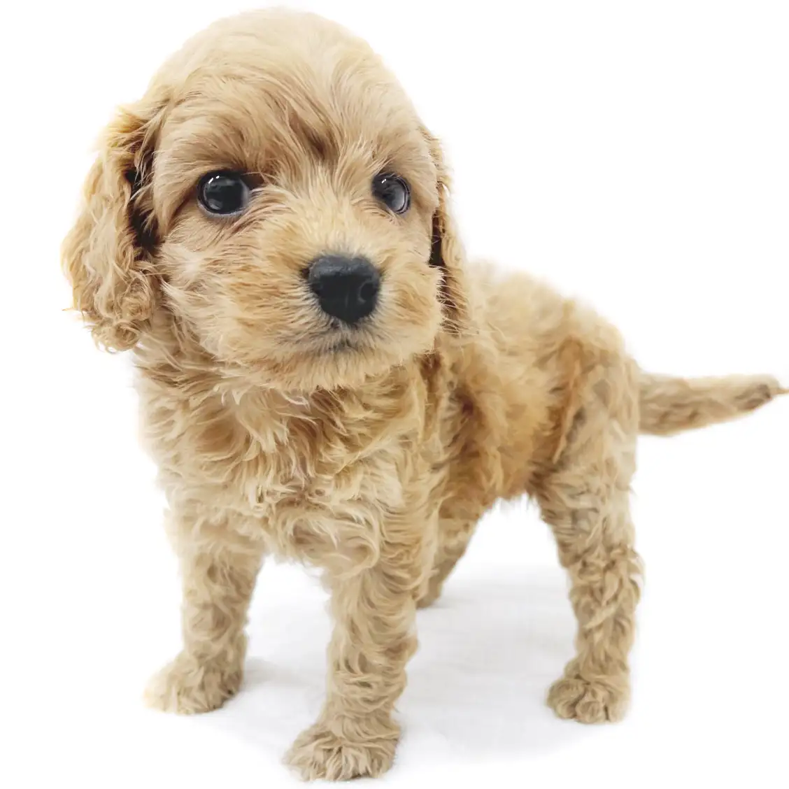 MIX(トイプードル×アメリカンコッカースパニエル)