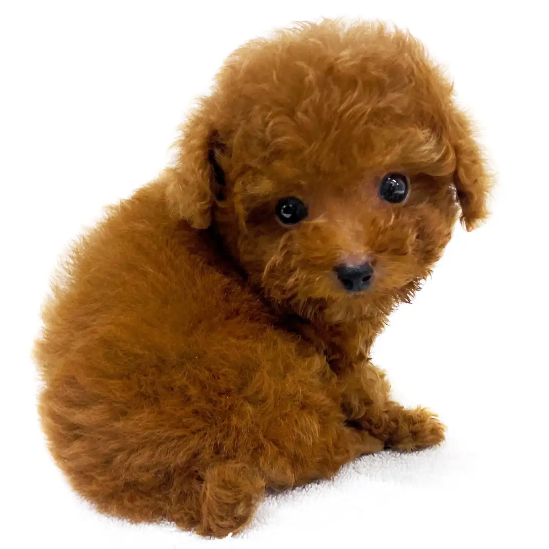 トイ・プードル