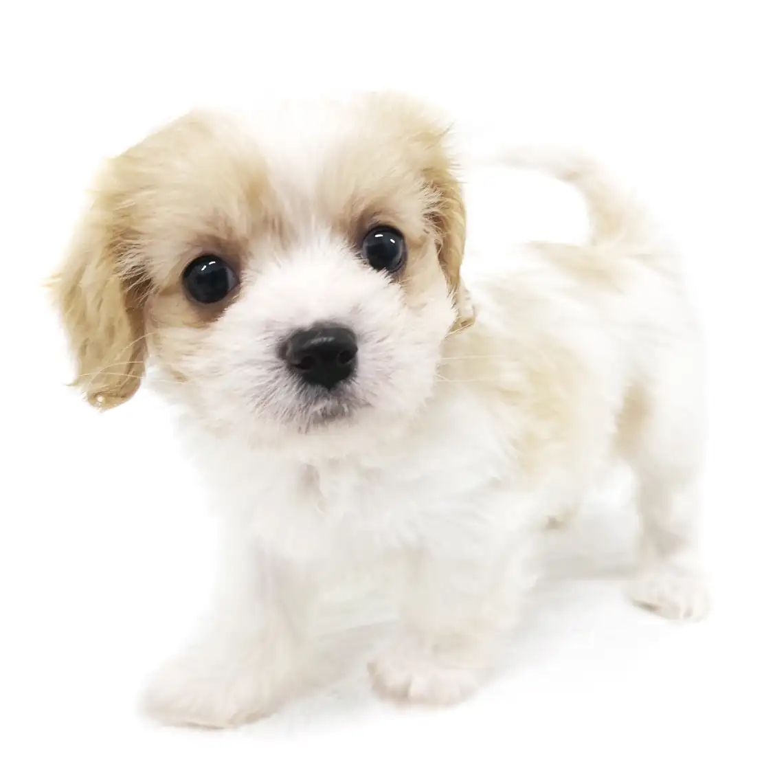 MIX(マルチーズ×キャバリアキングチャールズスパニエル)