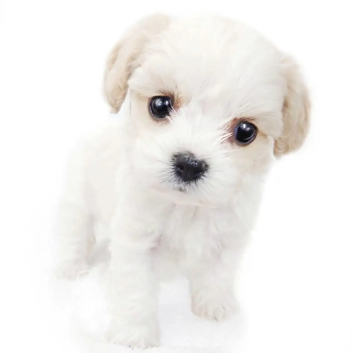 MIX（キャバリアキングチャールズスパニエル×ビションフリーゼ）