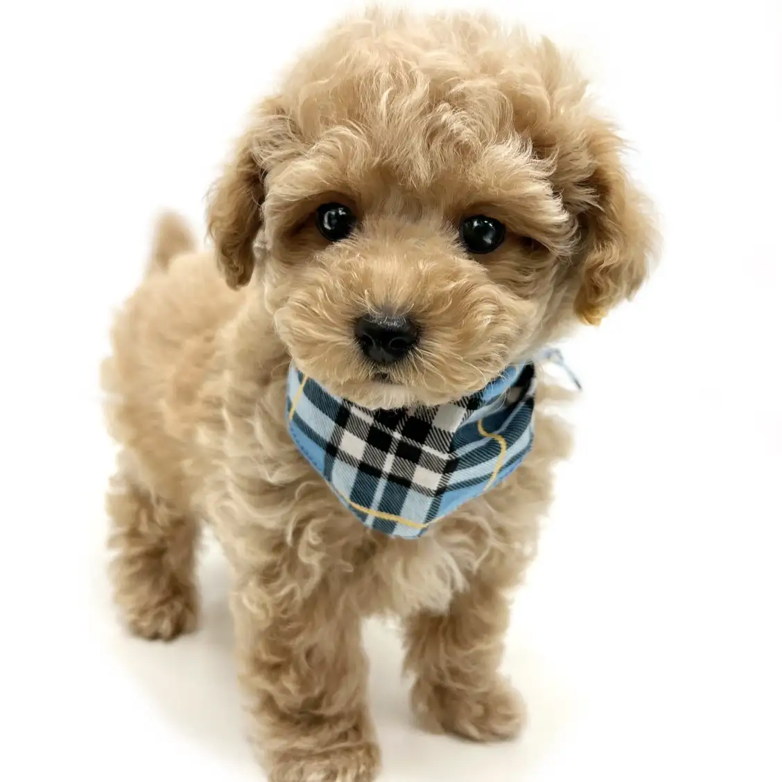 MIX(マルチーズ×トイプードル)