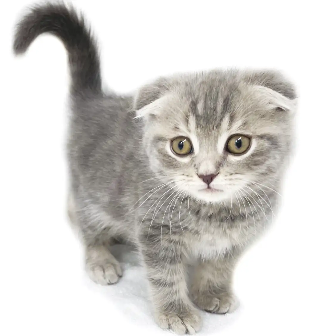 スコティッシュフォールド