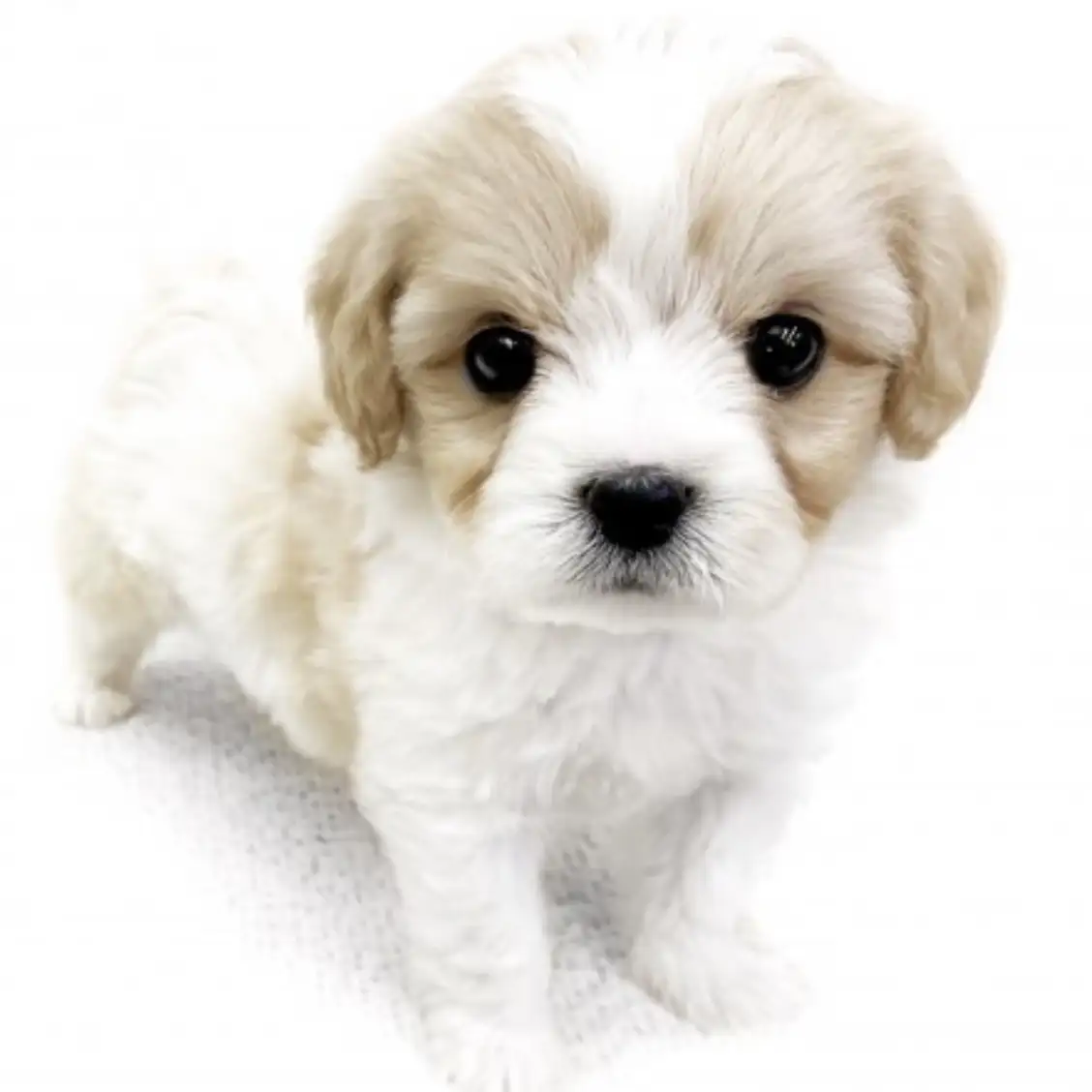 MIX(キャバリアキングチャールズスパニエル×ビションフリーゼ)