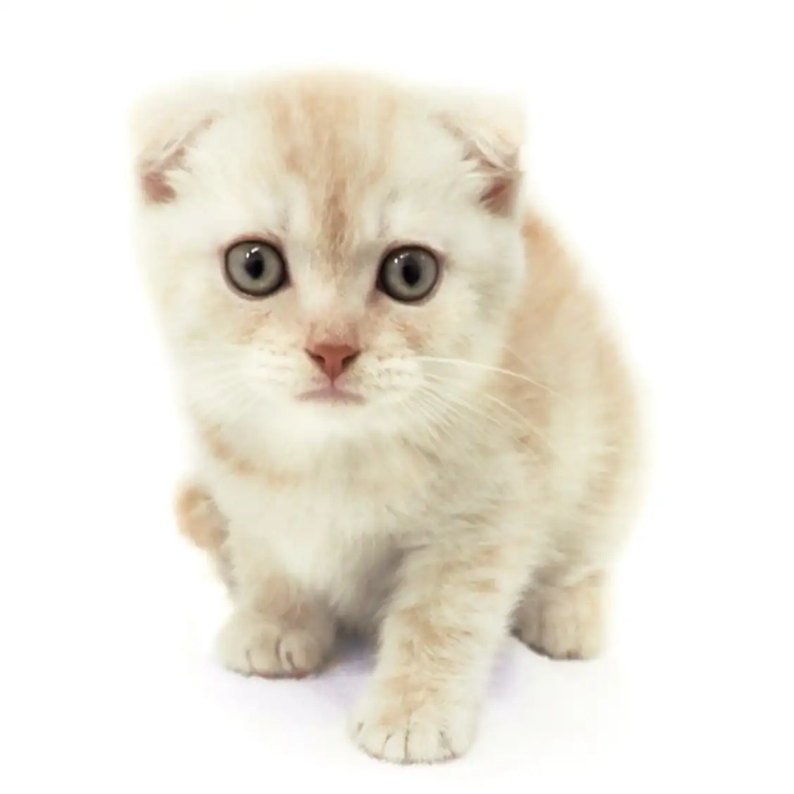 スコティッシュフォールド